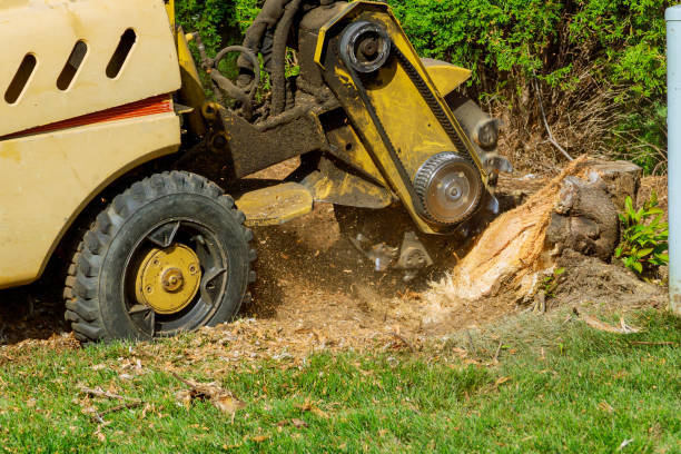 Best Tree Removal Near Me  in Shirley, NY